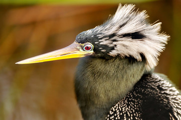 Anhiga in Mating Plumage