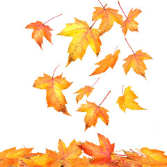 Maple leaves falling  on white background