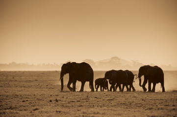 Fototapeta na wymiar sylwetki słoni, Park Narodowy Amboseli, Kenia