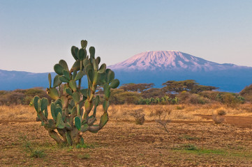 Kilimanjaro berg bij de zonsopgang