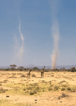 giraffes and sandstorms in amboseli national park, kenya