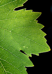 Details of a green leaf