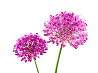 Allium Purple Sensation Flower - obrazy, fototapety, plakaty