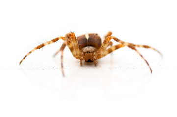House spider On White Background