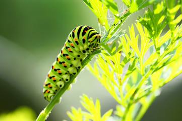 Green caterpillar