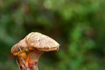 mushroom on green grass background