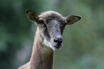 Mufflon-Weibchen