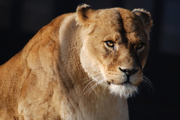 Obraz na płótnie Canvas Lion female