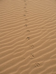 Fototapeta na wymiar Seagull tracks in the sand