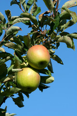 Granny smith apples on a tree against blue sky