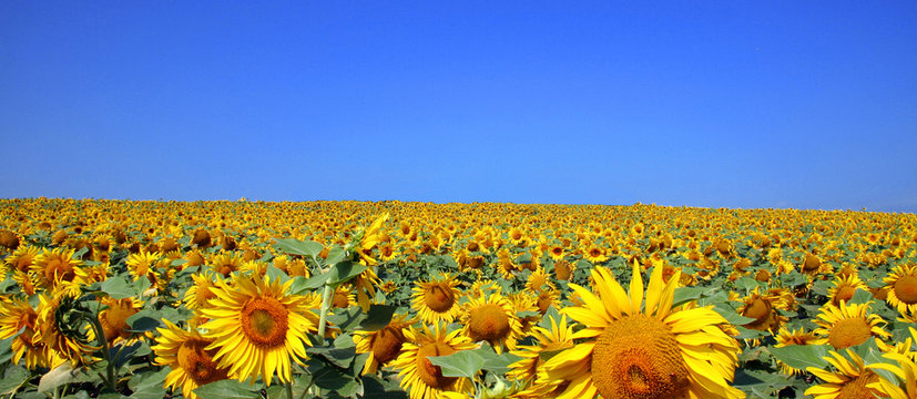 tournesol