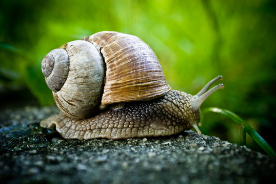 Closeup of snail, crawling in nature on stone