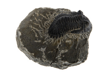 Fossil