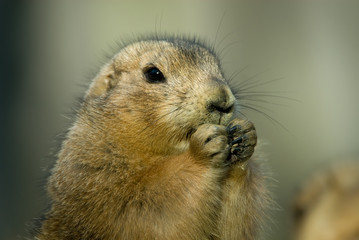 close-up of a cute prairie dog