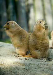 close-up of cute prairie dogs
