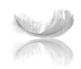 white feather reflection