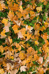 autumn leaf background
