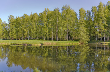 Fototapeta na wymiar birch forest near lake