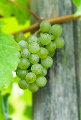 close up of a bunch of grapes in autumn