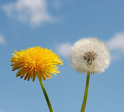 Fototapeta time of dandelions