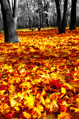 Autumn park wilth yellow fallen maple leaves