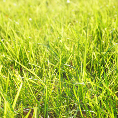 Green lawn, may be used as background.