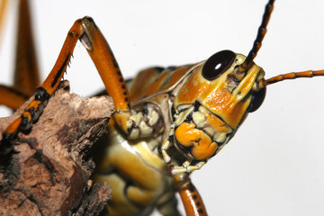 Close-up image of a Romalea Guttata grasshopper