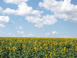 sunflower field