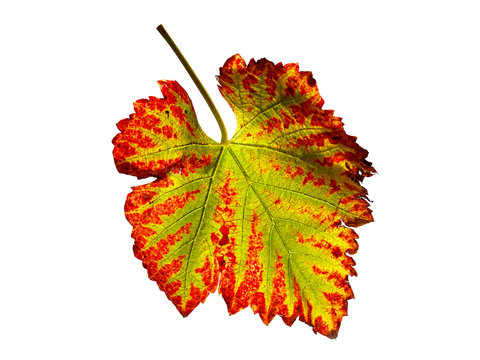 Feuille de vigne