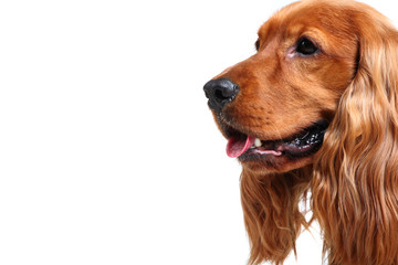 head of english cocker spaniel over white background