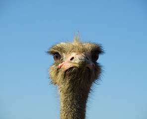 Funny bird Ostrich