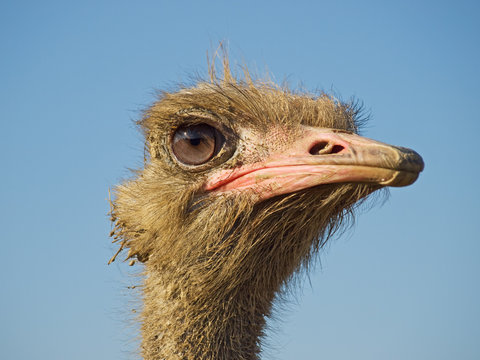 Profile of ostrich face
