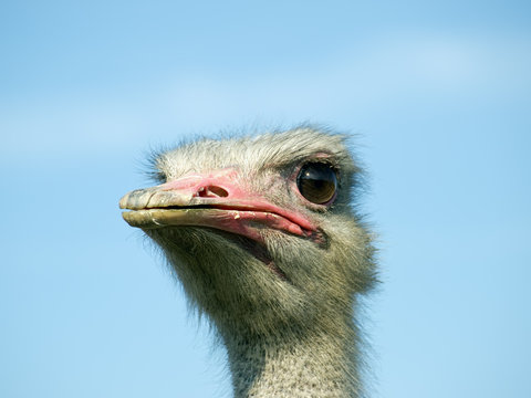 Funny Ostrich face