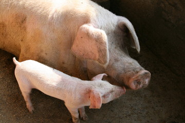 Pig And Sow