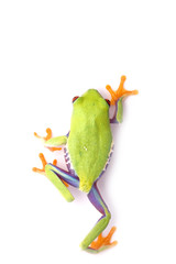 winner frog macro - a red-eyed tree frog (Agalychnis)