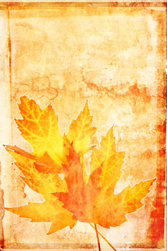 Grunge background with autumn maple leaves