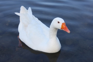 goose