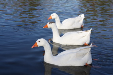 geese