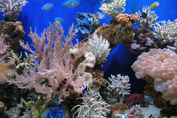 aquarium