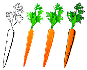 Carrot