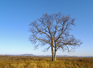 An autumn landscape with a lonely old elm