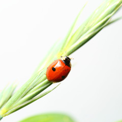 summer red  ladybug on grass
