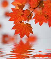 wine maple leaf abstract