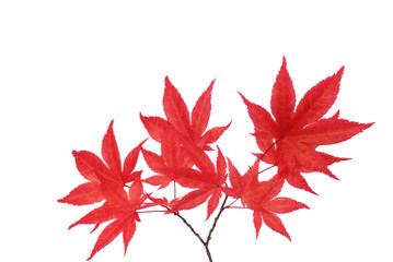 red maple leaf isolated on white background
