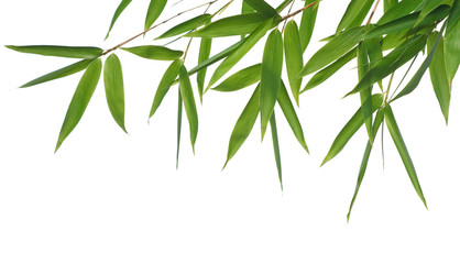Fototapeta premium border of bamboo-leaves isolated on a white background.