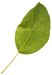 leaf on white