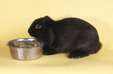 Alimentation d'un lapin nain bélier noir