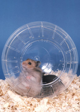 Hamsters priv&eacute;s de libert&eacute;
