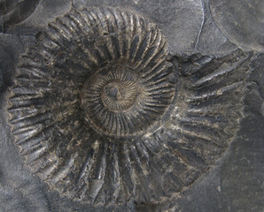 Ammonites (Saligram)
