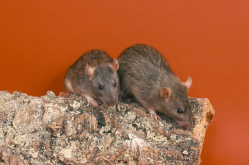 Deux rats de compagnie